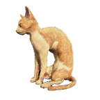 猫外观方案 10