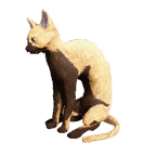 猫外观方案 11
