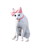 猫外观方案 2