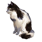猫宠物图标