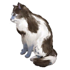 猫宠物图标