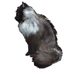 猫宠物图标