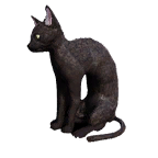 猫外观方案 15