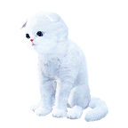 猫宠物图标