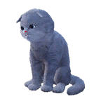 猫外观方案 3
