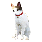 猫外观方案 1