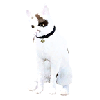 猫外观方案 4