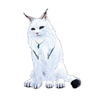 猫外观方案 1
