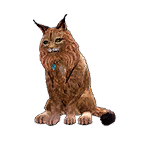 猫宠物图标