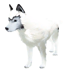 狗外观方案 5