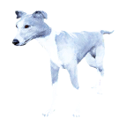 狗外观方案 5