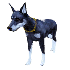 狗外观方案 6