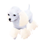 狗外观方案 2