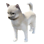 狗外观方案 3