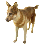 狗外观方案 4