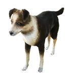 狗外观方案 5