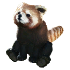 小熊猫外观方案 1