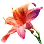 1x 红色回音花