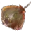 鰩鱼