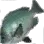 粗鳞黑毛