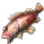1}x 红虎鱼