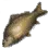 西鲤