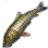 真口鱼