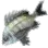 黑棘鯛