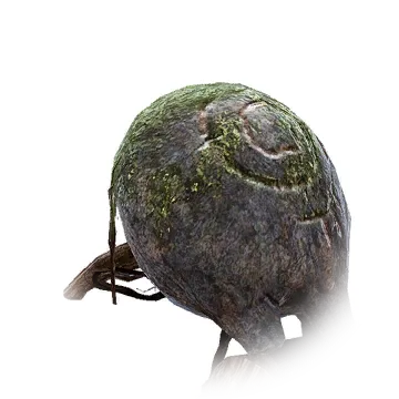 遗跡蜘蛛